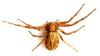 Philodromus sp.